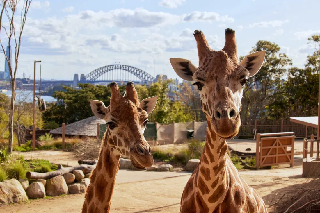 Zoológico Taronga Sydney, Sydney