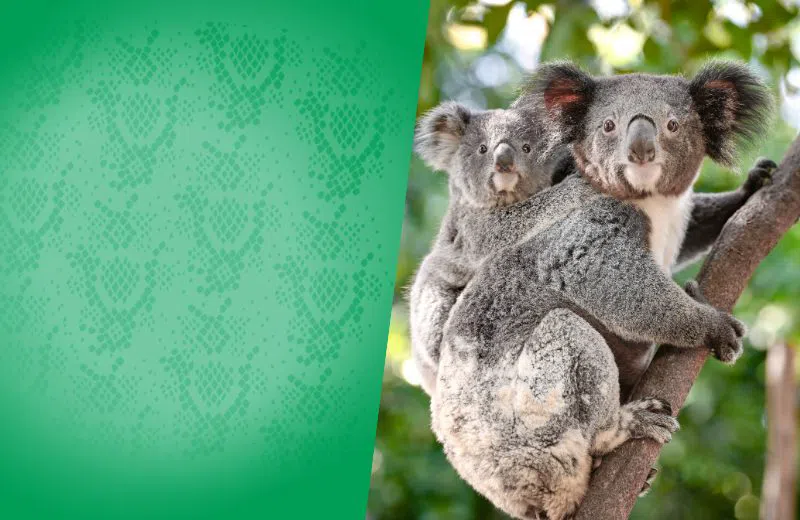 Patting a Koala at Sydney's Featherdale in October