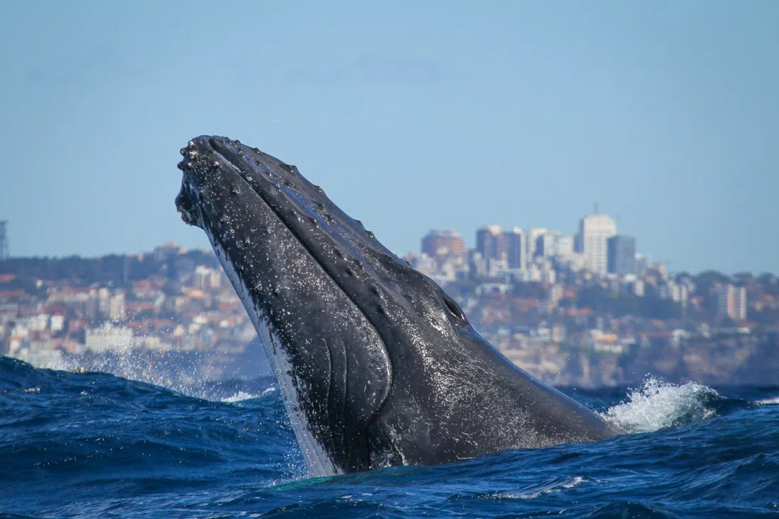 Fantasea Cruising, Sydney