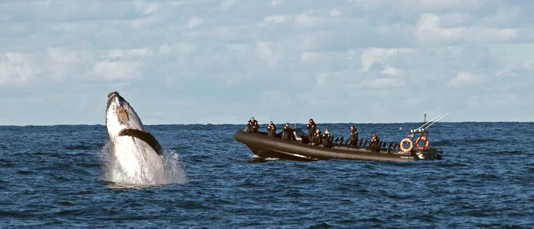 マンリー・オーシャン・アドベンチャーズ、シドニー