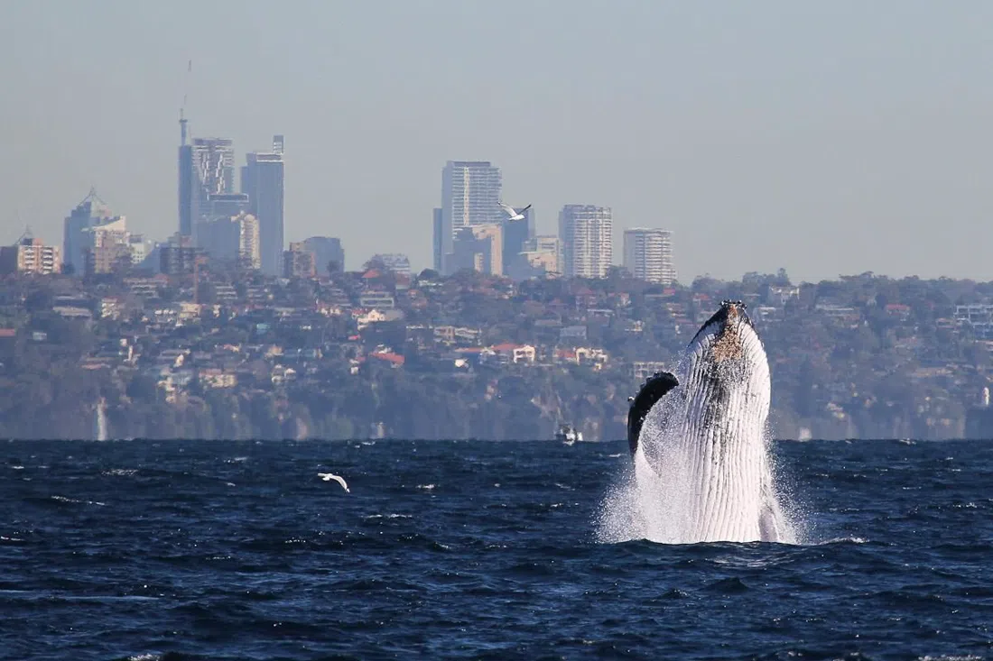 Manly Whale Watching, Sydney
