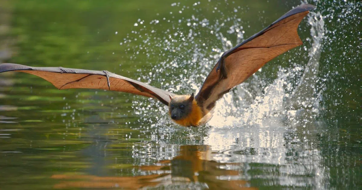 Where to Watch Sydney's Flying Foxes Leave at Dusk
