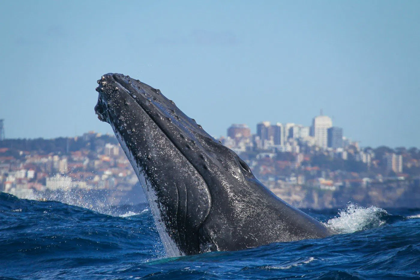 Fantasea Cruising, Sydney
